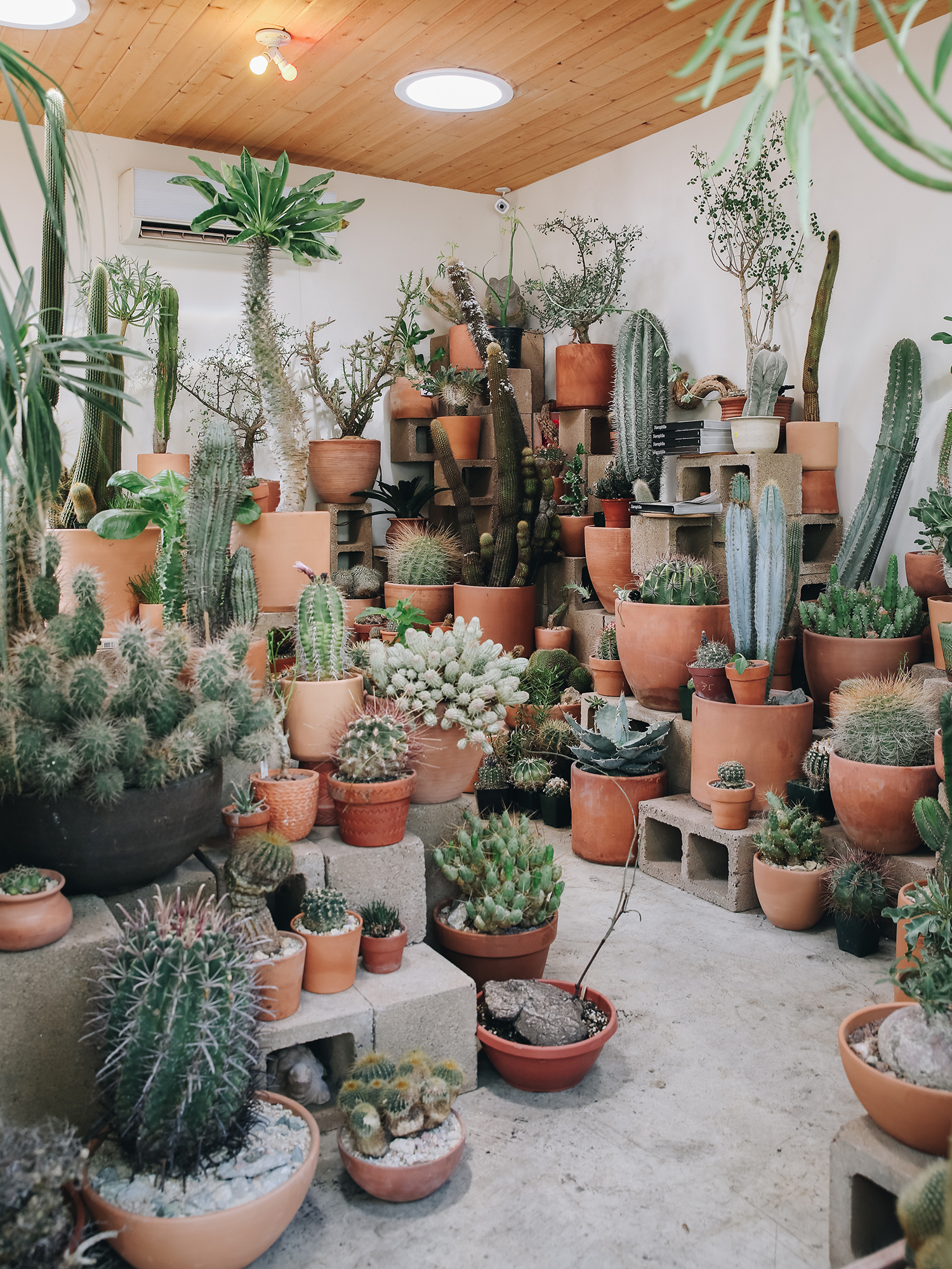 Cactus Store