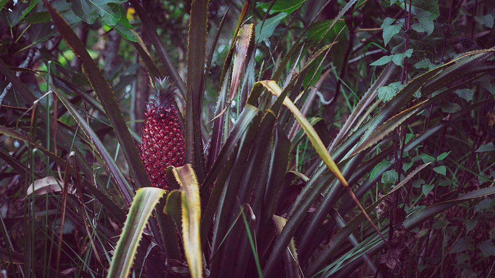 Pineapple