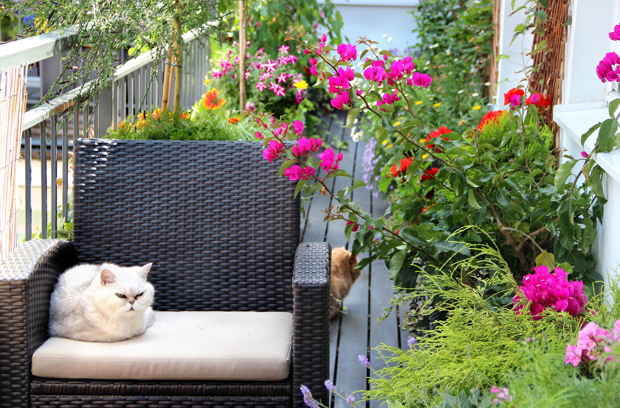 Beautiful terrace with cats and lot of flowers