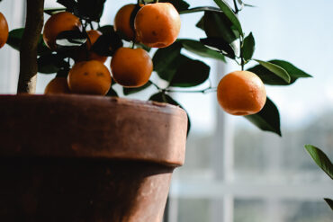 Orange Plant