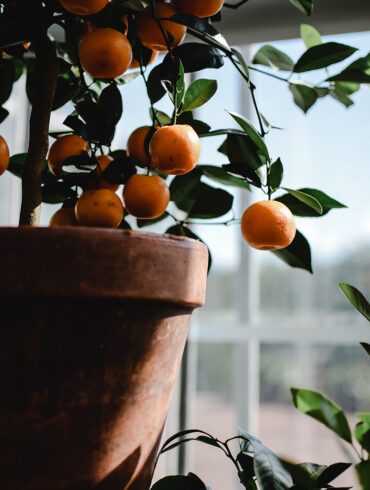 Orange Plant