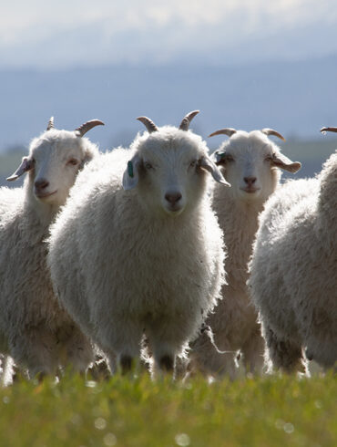 Cashmere