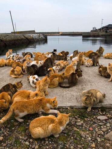 Tashiro Island, Japan