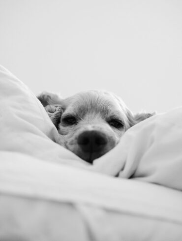 Pets