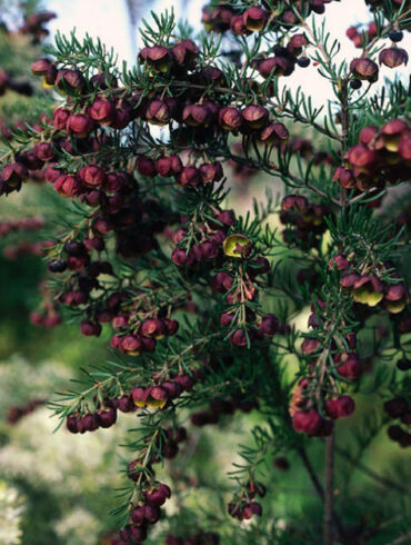 Brown/scented boronia