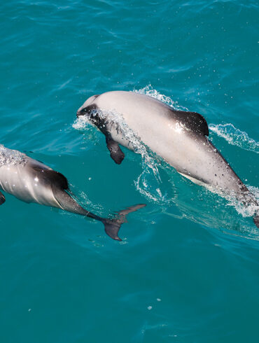 Mother and Calf Dolphins