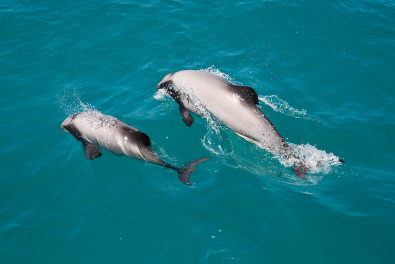 Mother and Calf Dolphins