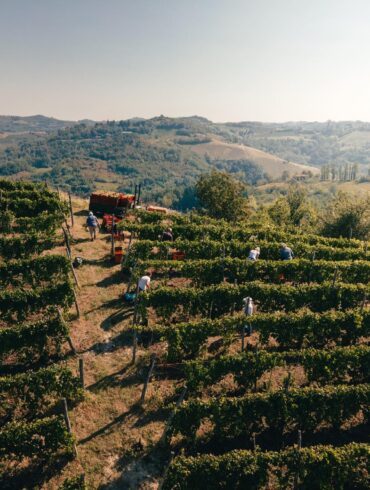 Tosti Vineyard