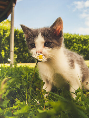 plants for cats