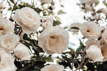 Preparing for summer