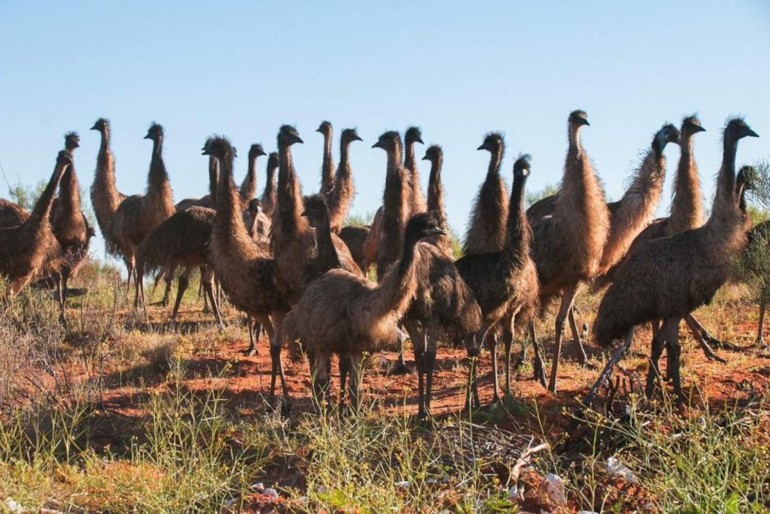 emu