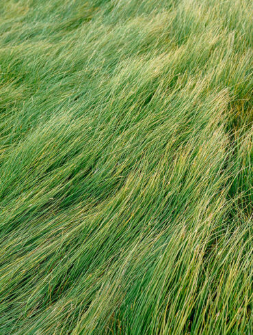 Looking at Lawn Alternatives