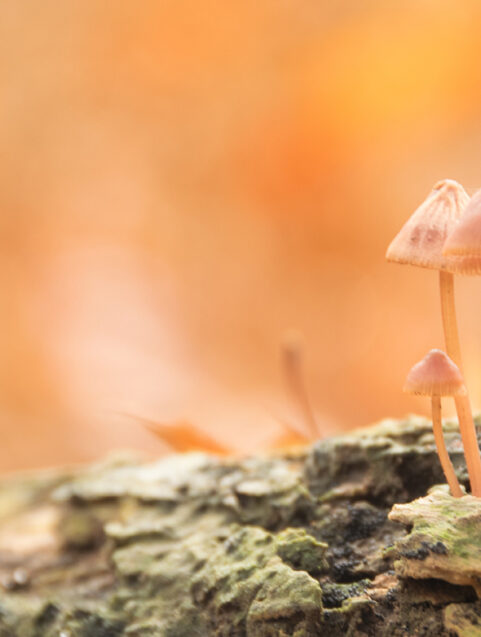 mushrooms