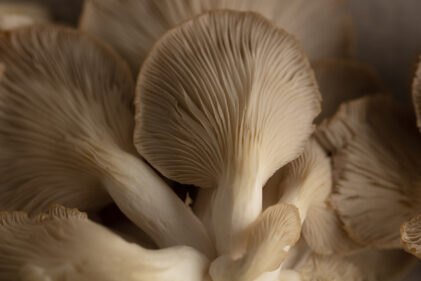 Mushrooms