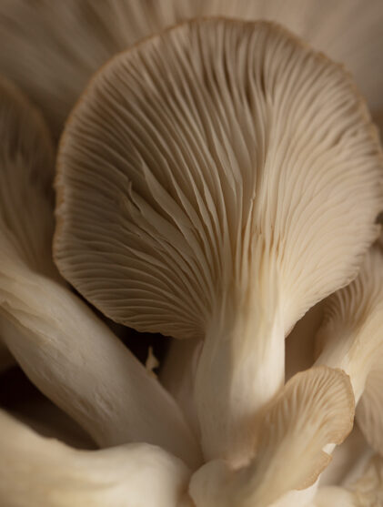 Mushrooms