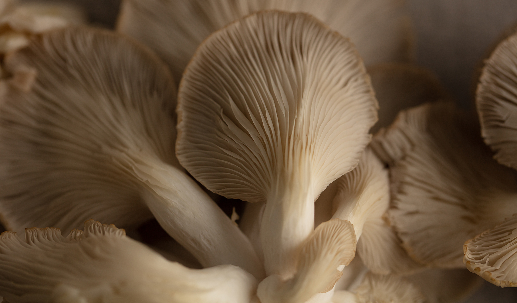 Mushrooms