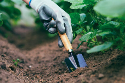winter gardening - kings plant barn