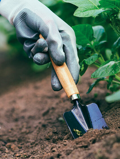 winter gardening - kings plant barn
