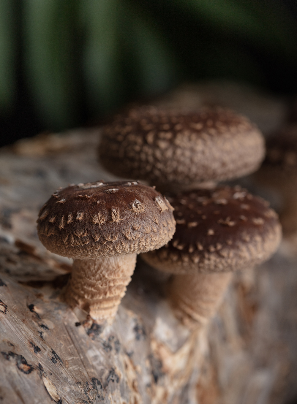 Mushrooms