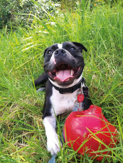 canine intelligence