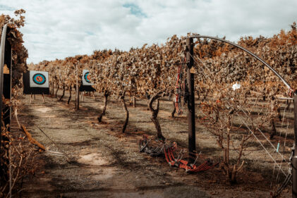 Wild Estate Vineyard