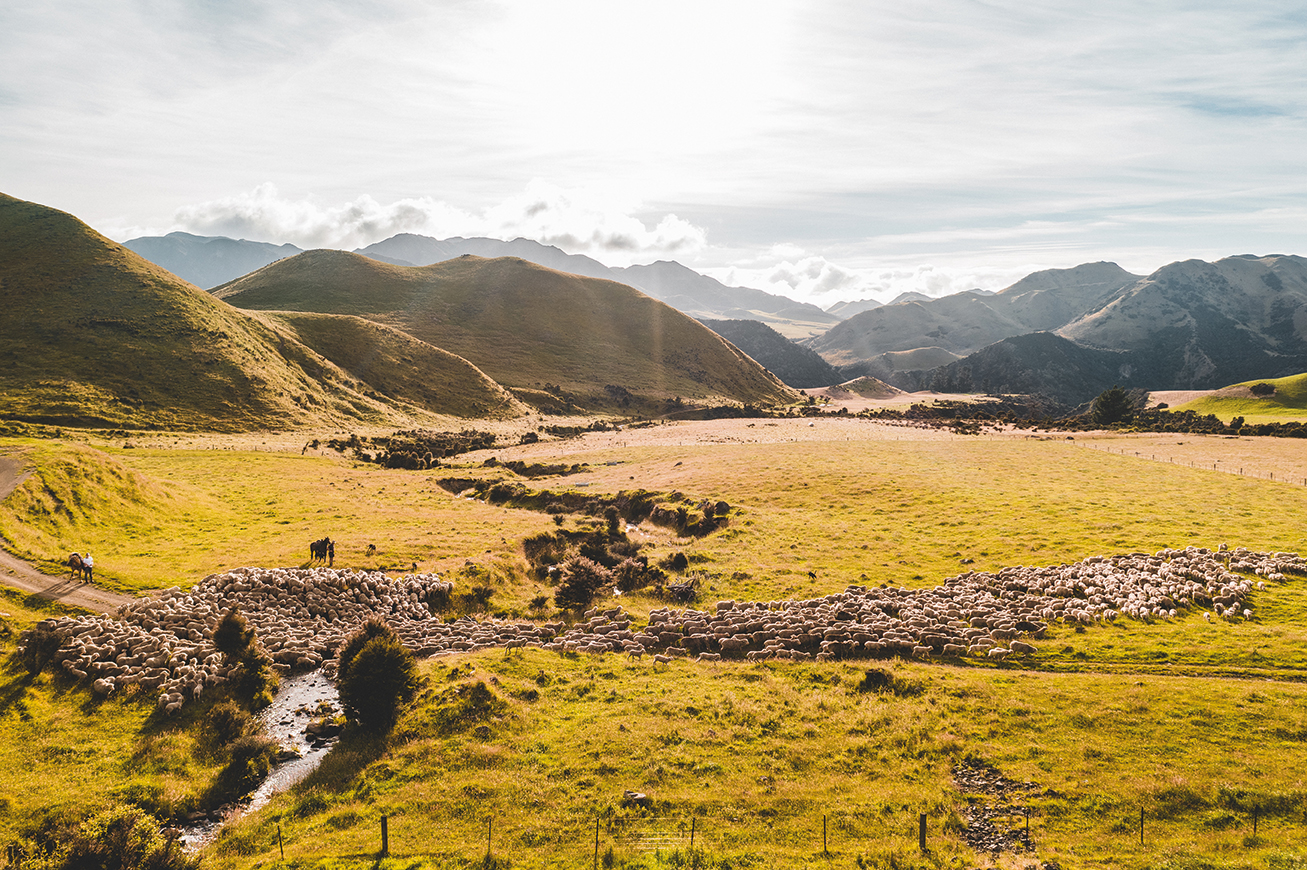 The Grumpy Merino - Verve Magazine