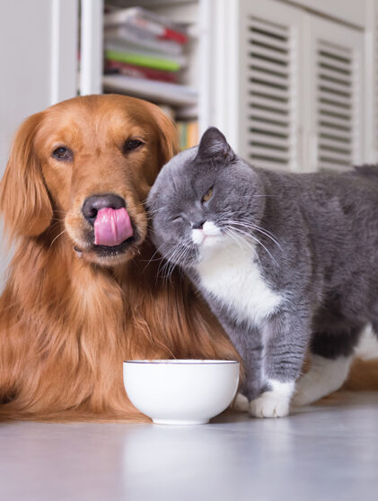 pet food article