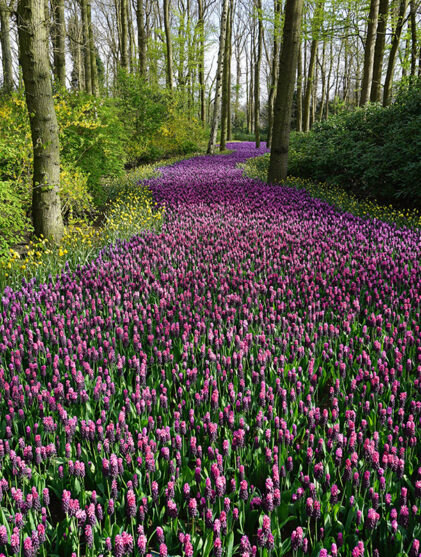 Spring Gardening