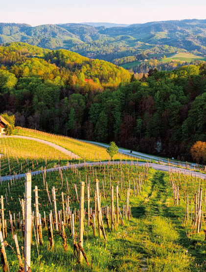 wine tasting