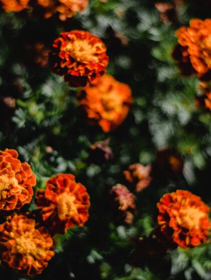 Spring Planting | Kings Plant Barn