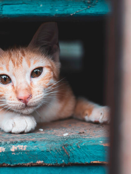 Pet-Refuge-Cat