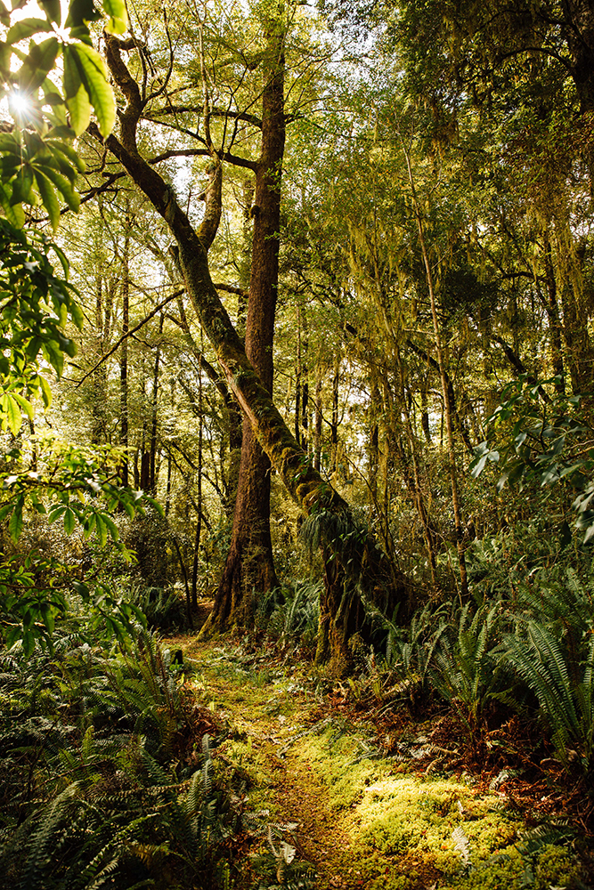 MaruiaRiverRetreat_Rainforest_MolawinEvangelista_Oct2022