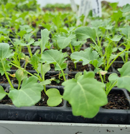 kings plant barn