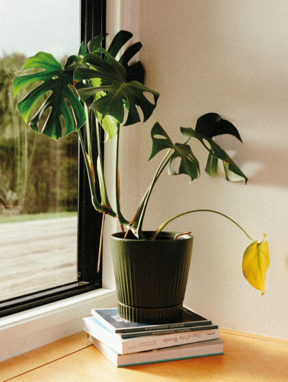 Shut-the-front-door-plant