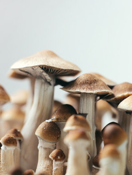 mushrooms