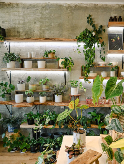 i got planty