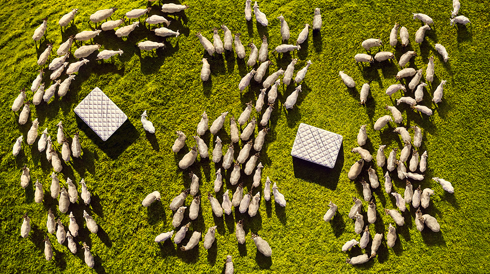 Aerial bed and sheep image