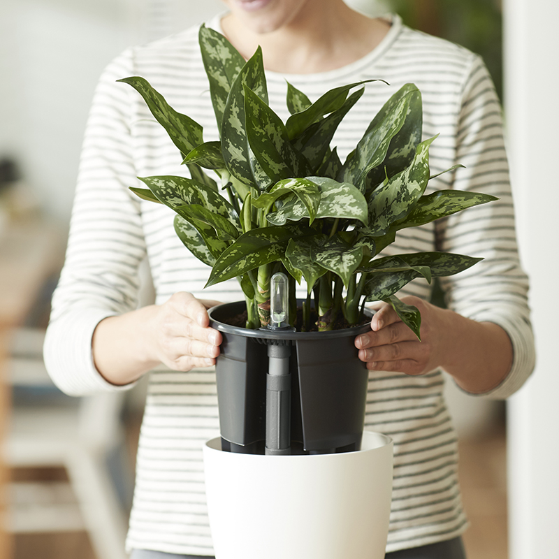 Palmers Gardenworld Remuera