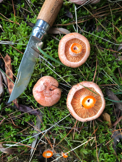 wild food foraging