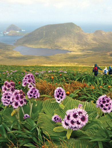 Mount Honey, Campbell Island © T.Bickford