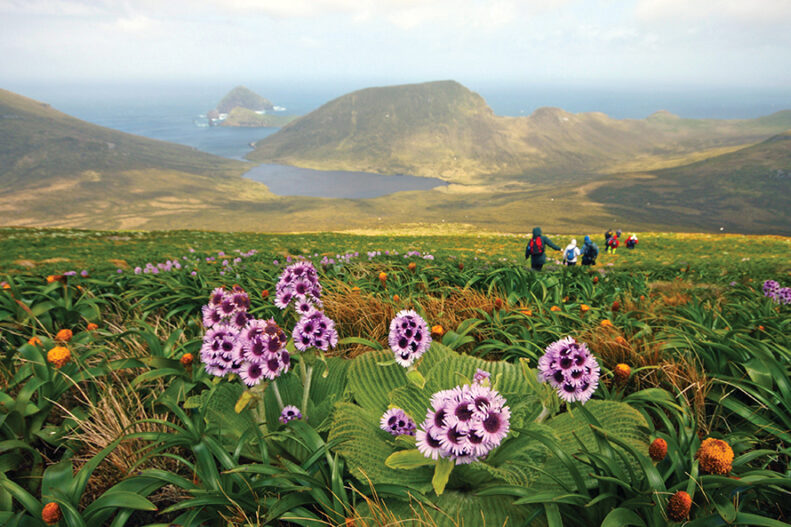 Mount Honey, Campbell Island © T.Bickford