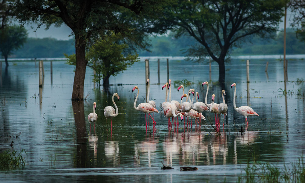 Greater flamingo flock in natural habitat. A nature paining crea
