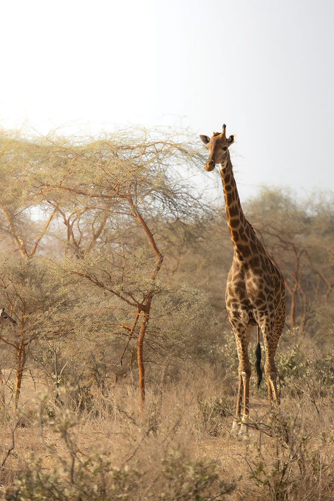Giraffe South Africa copy