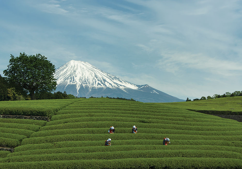 Tea AdobeStock_307881629