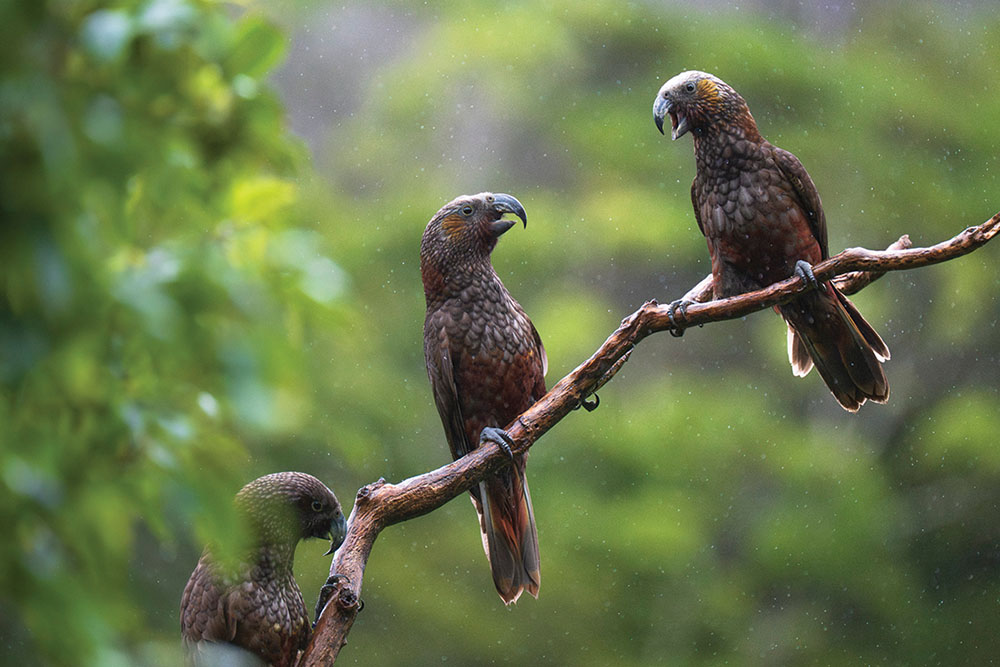 Kākā are a very social (and noisy) bush parrot. Photo credit Emir de Souza copy